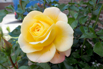 yellow rosebud on a background of green leaves in the garden in summer