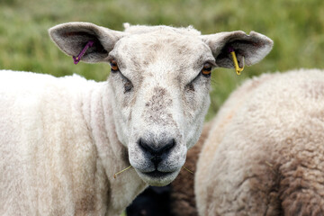 Sheep - close up of a sheep looking towards the camera - UK