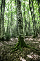 Ancient beech forest