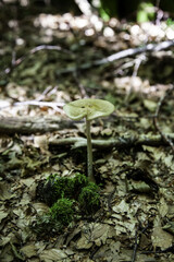 Wild mushroom in the forest