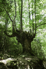 Ancient beech forest