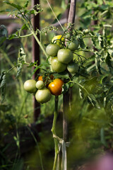 Ripe tomato plant growing in greenhouse. Fresh bunch of red natural tomatoes on a branch in organic vegetable garden. Blurry background and copy space for your advertising text message.