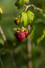 raspberries growing on a plant close up.  
Summer background with beautiful yellow flowers. summer, floral, botanical concept. 
