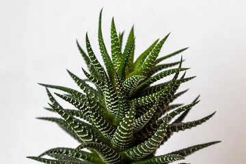 Fototapeta premium Succulent Aloe Vera plant isolated on white background. Selective focus.