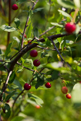 Growing cherries on a tree not ripe cherry with cherry tree leaves in close up detail. 
Summer background with beautiful yellow flowers. summer, floral, botanical concept
