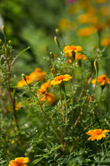 Beautiful garden Flora . Orange and Yellow. 
Summer background with beautiful yellow flowers. summer, floral, botanical concept
