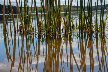 Obraz premium Reeds in the water, reflection on the lake, nature background. close-up.