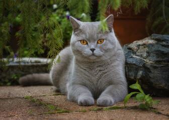 Grey British Shorthair cat posing like a sphinx