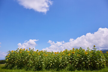 快晴の青空と雲を背景に映える、ひまわり畑のひまわり