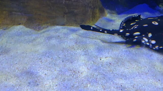 Black diamond stingray (Potamotrygon leopoldi) in the aquarium