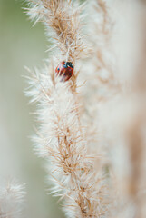 Red spotted ladybug on a branch of fluffy dry grass. Selective focus macro shot with shallow DOF
