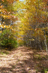 Obraz premium path in autumn forest