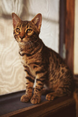 Naklejka na ściany i meble Portrait of a adorable Bengal cat sitting on a floor. Domestic animal. Cute kitty. cat in home interior pet.