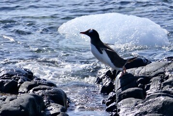 Adventurous joyful gentoo penguin jumping over water with ice floe, Antarctica