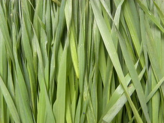 Green color raw whole fresh Wheat grass