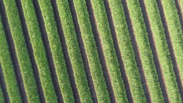 top view of the onion field that forms the pattern