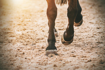 The hooves of a galloping Bay horse running across the sand in the sunlight. Freedom.