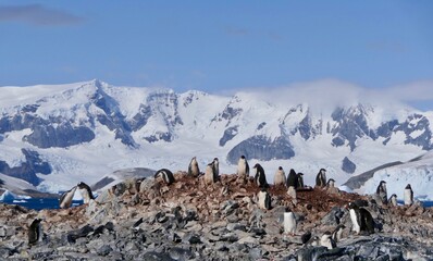 Penguin colony on top of rocky island with chicks, Antarctica