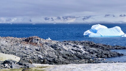 Penguins on rock with beautiful blue iceberg in antarctic landscape, Antarctica