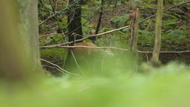 Un cerf pendant le brame qui frotte ses bois aux branches pour marquer son territoire