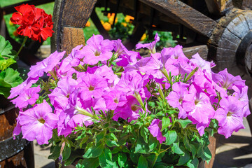 blooming pink Petunia in a wicker basket close-up