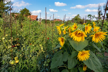 sunflowers in the tomatoes garden