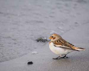 Snow bunting contemplating life, looking out upon the vast sea from a swedish beach