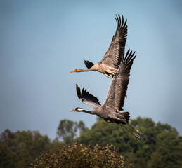 Adult and young crane in flight
