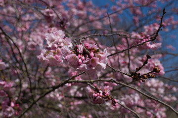 Pink blossoms of a Japanese flowering cherry tree (Prunus serrulata) against a blue sky in spring