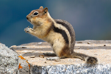 Chipmunk on the Beartooth Highway, Wyoming, USA