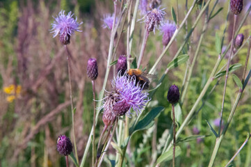 Bee on the plant