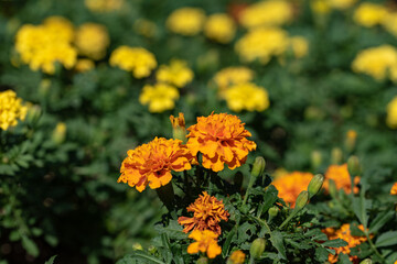 Orange marigold flowers in the garden