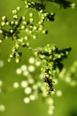 Mrówka na kwiatach - obrazy, fototapety, plakaty