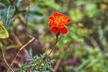 Brisbane botanical gardens red flower 
