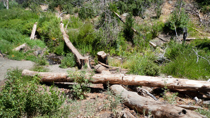 Logs fallen along the dirt trail through the National Forest, which features rough terrain, large boulders and rocks and lush foliage. 