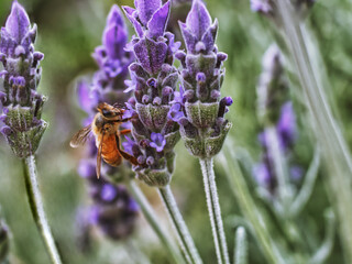Brisbane botanical lavender Flower & bee 