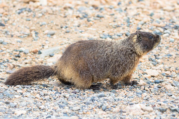 Yellow Bellied Marmot, Beartooth Highway, Wyoming, USA