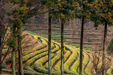 Amazing landscape view of green tea plantation in rainy day background fog covered mountain.