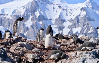 Penguin colony on top of rocky island with chicks and snowy mountain, Antarctica