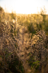 Fototapeta premium wheat field at sunset