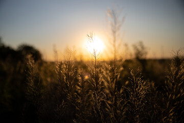 sunset in the field