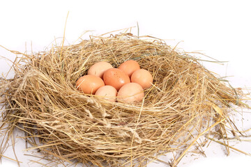 eggs in a chicken nest on a white background
