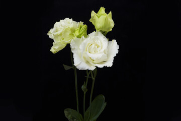 Eustoma white flower isolated ob black background