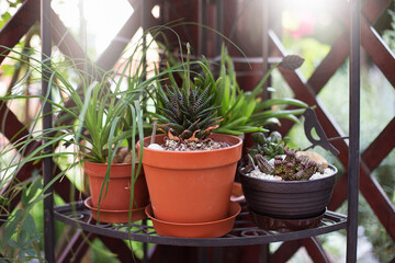 Various colorful succulent plants in pots in garden. 