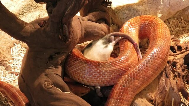 A red corn snake constricting a rat. Pantherophis guttatus is a North American species of rat snake that subdues its prey by constriction. Corn snake close up.