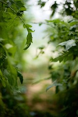 Feuille de tomate - agriculture serre jardin permaculture maraichage