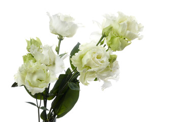 Beautiful white eustoma flowers isolated on white background. Spring or summer background.