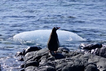 Happy gentoo penguin on rock with ice floe, closeup, Antarctica