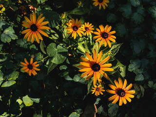 The bright yellow rudbeckia flowers bloom in the summer garden and are illuminated by sunlight at...