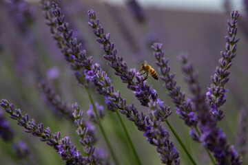 A Bee on Lavender